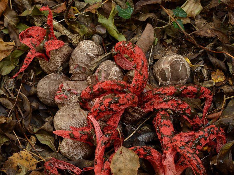 The Devil's Fingers